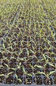 تصویر 2 از نشا گوجه فرنگی فضای باز با رشد یکنواخت